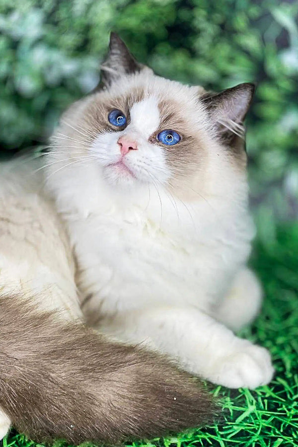 Adorable Ragdoll kitten with blue eyes and cream coat color for Sonat product