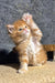 Fluffy orange kitten with raised paw in Sonya Maine Coon Kitten product display