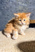 Fluffy orange kitten named Sonya from Maine Coon breed, looking adorable and playful