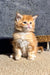 Fluffy orange kitten named Sonya, the adorable Maine Coon bundle of joy