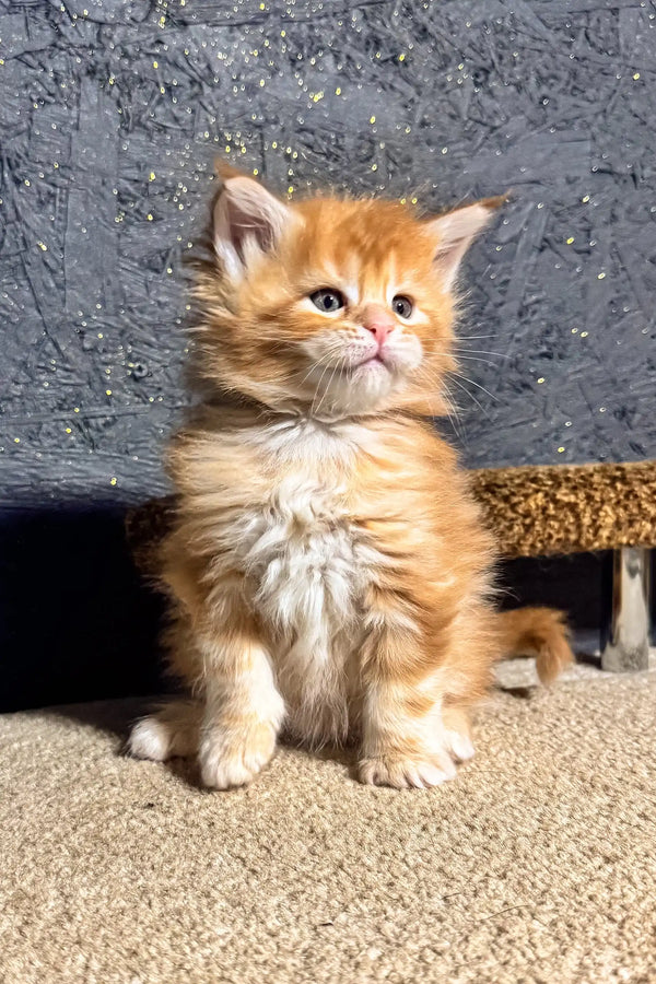 Fluffy orange kitten named Sonya, the adorable Maine Coon bundle of joy