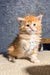 Fluffy orange kitten from the Sonya Maine Coon Kitten collection