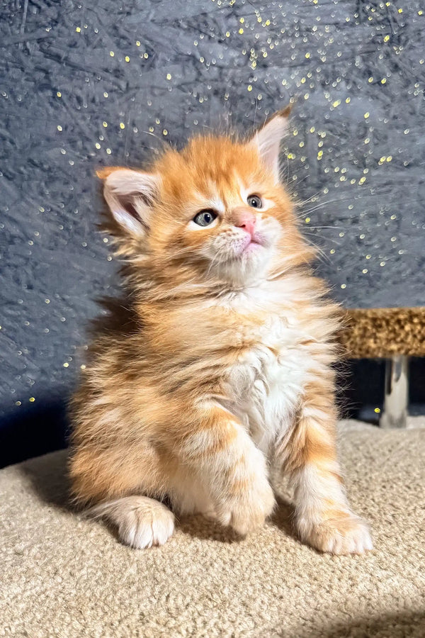 Fluffy orange kitten named Sonya, a playful Maine Coon ready for cuddles