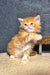 Ginger kitten with raised paw from the Sonya Maine Coon Kitten collection