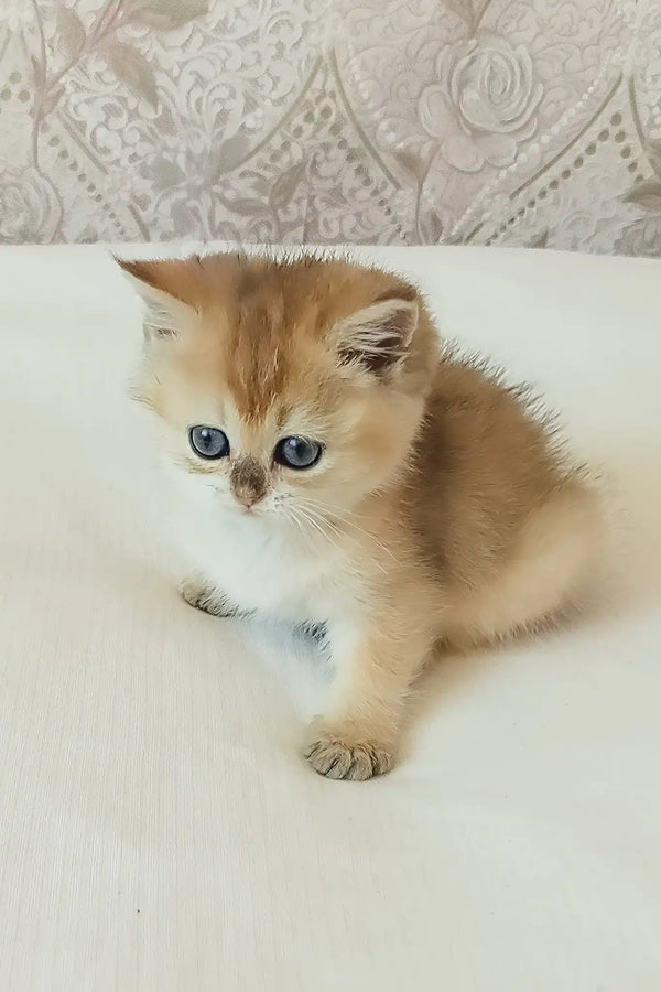 Sonya | scottish straight kitten