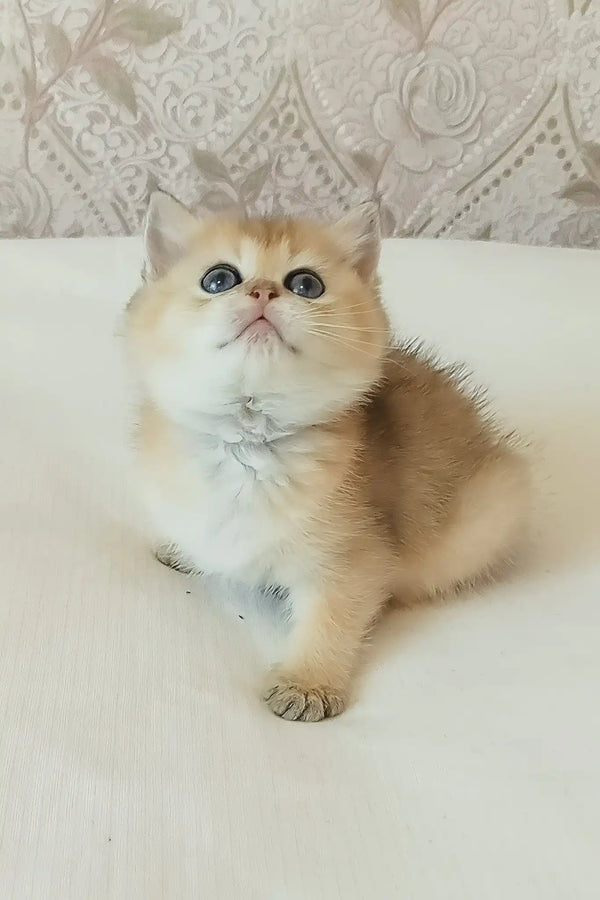 Sonya | scottish straight kitten