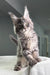 Fluffy grey Maine Coon cat standing alert, showcasing its long fur and playful spirit