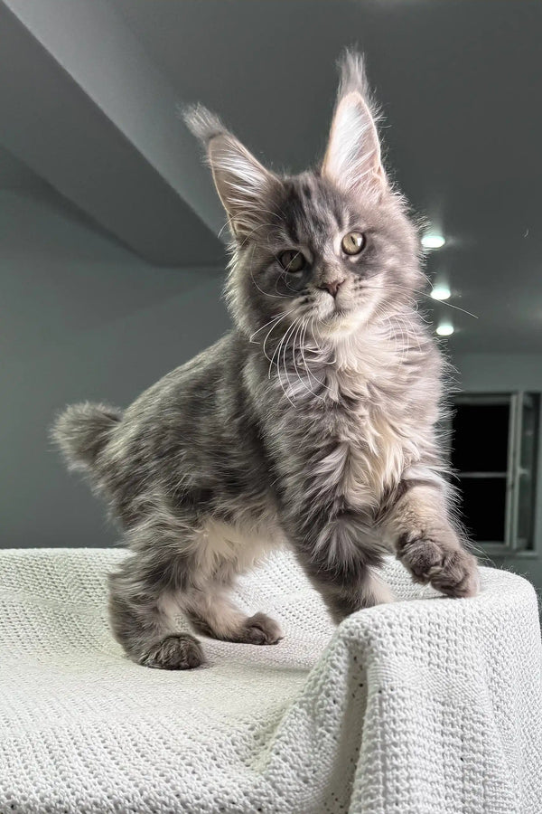 Fluffy grey Maine Coon cat chilling on a cozy white knitted blanket