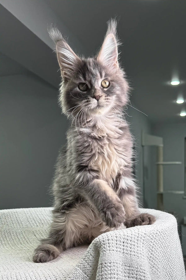 Majestic grey Maine Coon cat with tufted ears sitting pretty for Sorceress Kitten