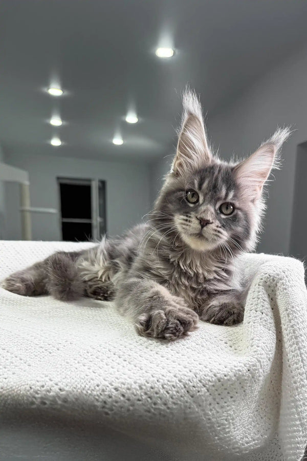 Majestic grey Maine Coon cat chilling on soft white fabric in Sorceress Kitten product