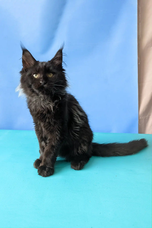 Sovereign | maine coon kitten