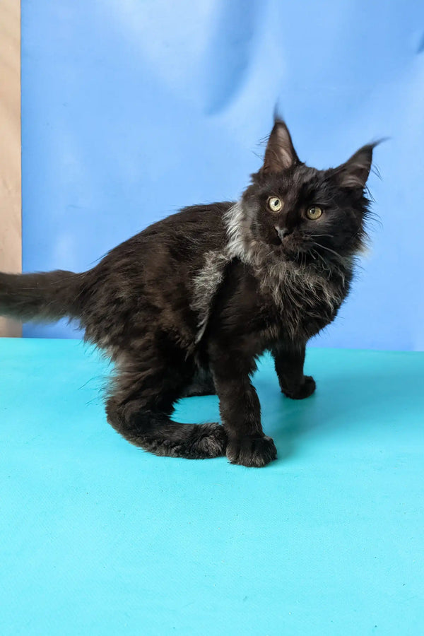 Sovereign | maine coon kitten