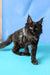 Sovereign | maine coon kitten