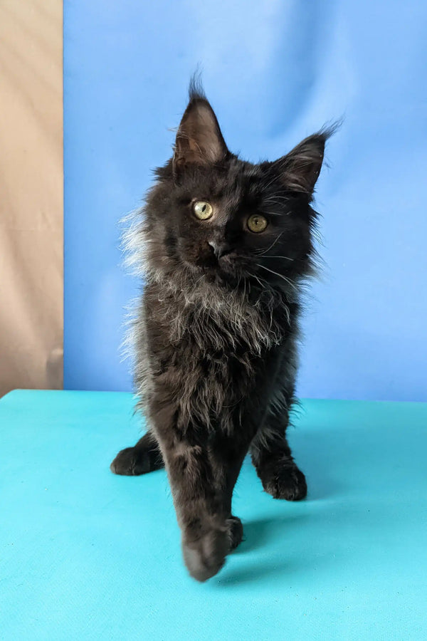 Sovereign | maine coon kitten