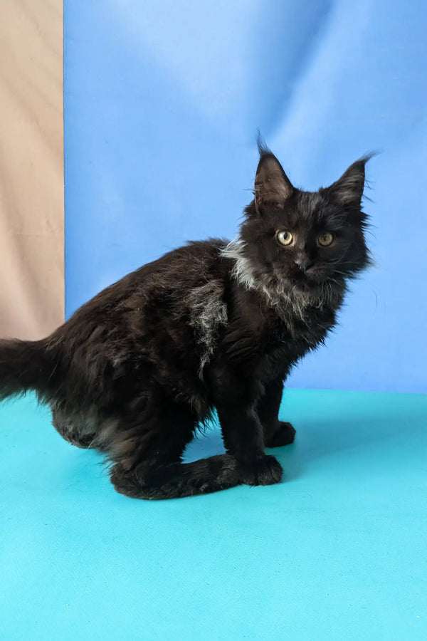 Sovereign | maine coon kitten