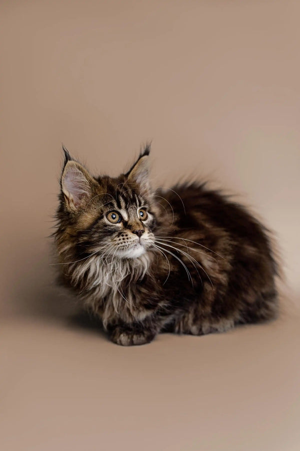 Fluffy Maine Coon kitten sitting alert, showcasing its adorable tabby stripes