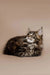 Fluffy Maine Coon kitten with green eyes and tabby markings, perfect for your home