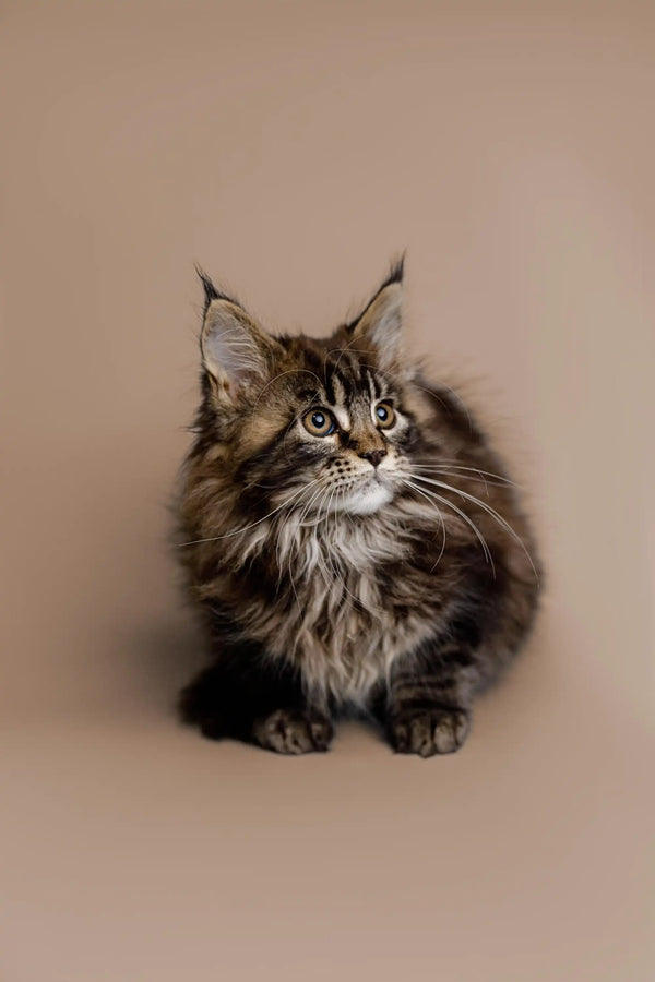 Fluffy Maine Coon kitten named Soybean with green eyes and ear tufts