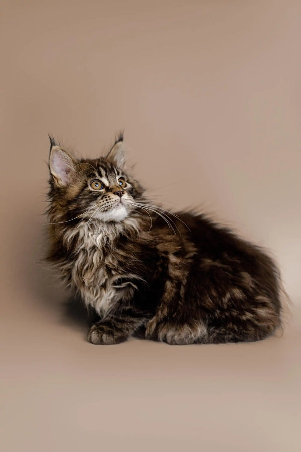 Long-haired tabby Maine Coon kitten with cute ear tufts lounging around