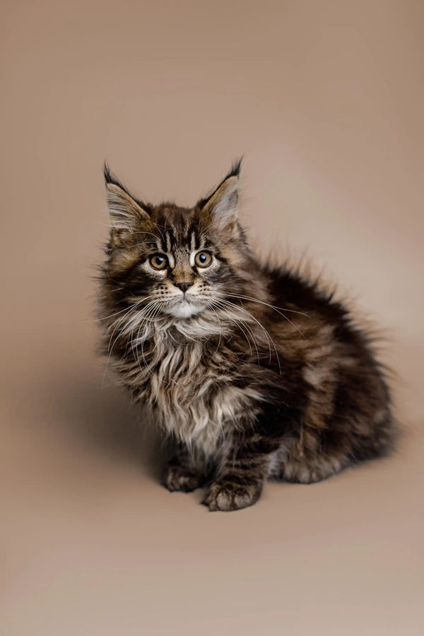 Long-haired Maine Coon kitten with alert eyes and fluffy fur
