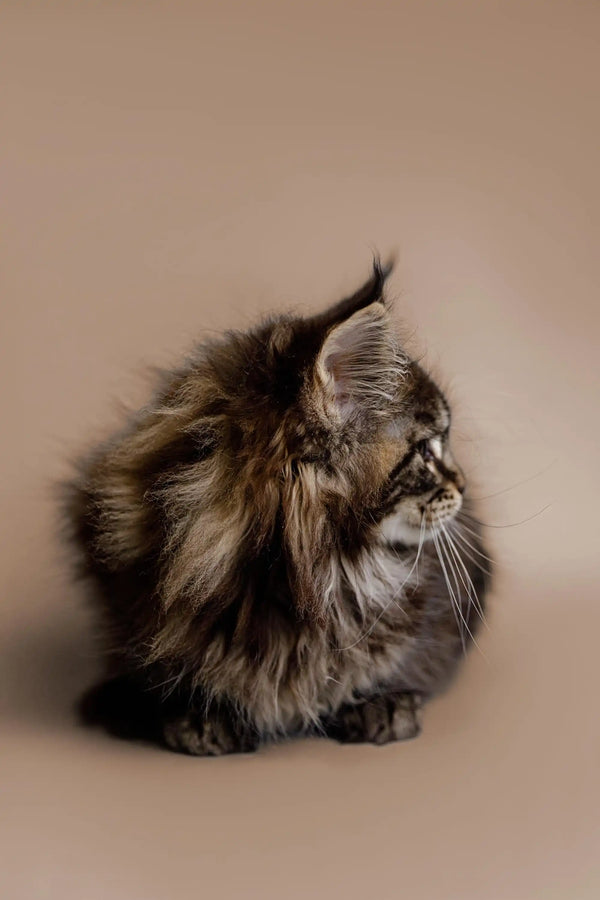 Long-haired tabby Maine Coon kitten sitting with its head turned to the side