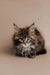 Cute Maine Coon kitten named Soybean with fluffy coat and striking green eyes
