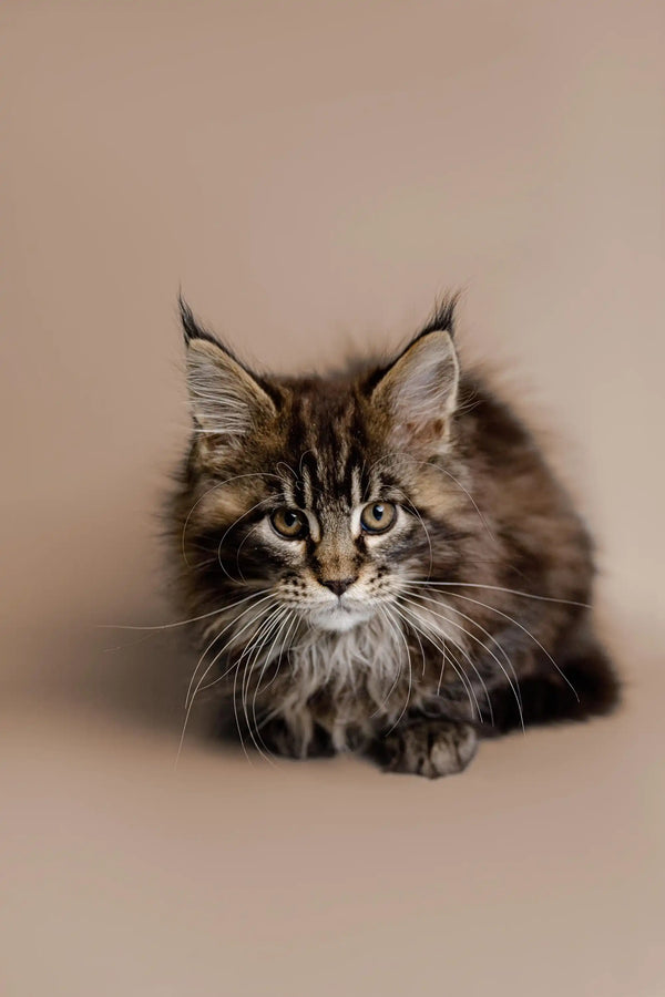 Cute Maine Coon kitten named Soybean with fluffy coat and striking green eyes
