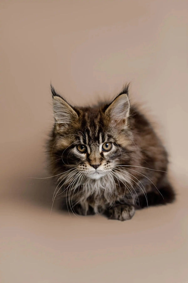 Adorable Maine Coon kitten with fluffy coat and striking green eyes, perfect for Soybean