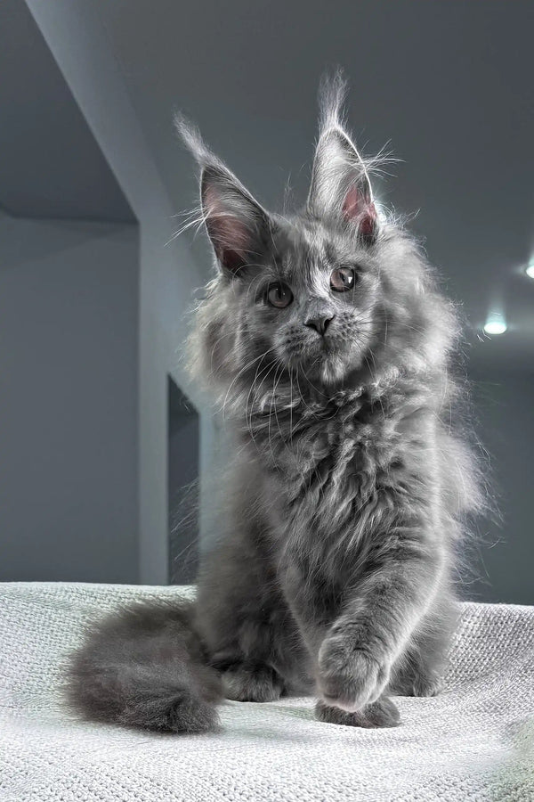 Spectra | maine coon kitten
