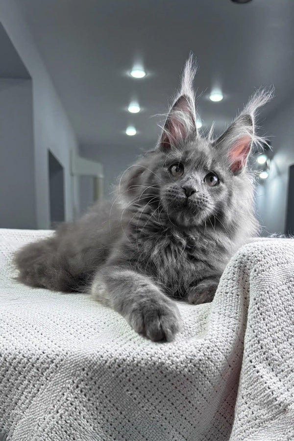 Spectra | maine coon kitten