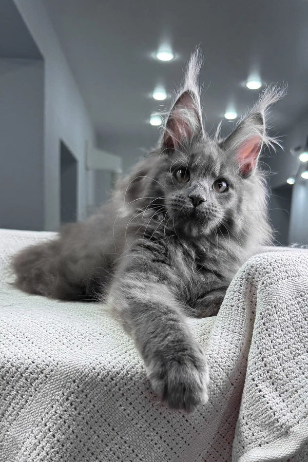 Spectra | maine coon kitten