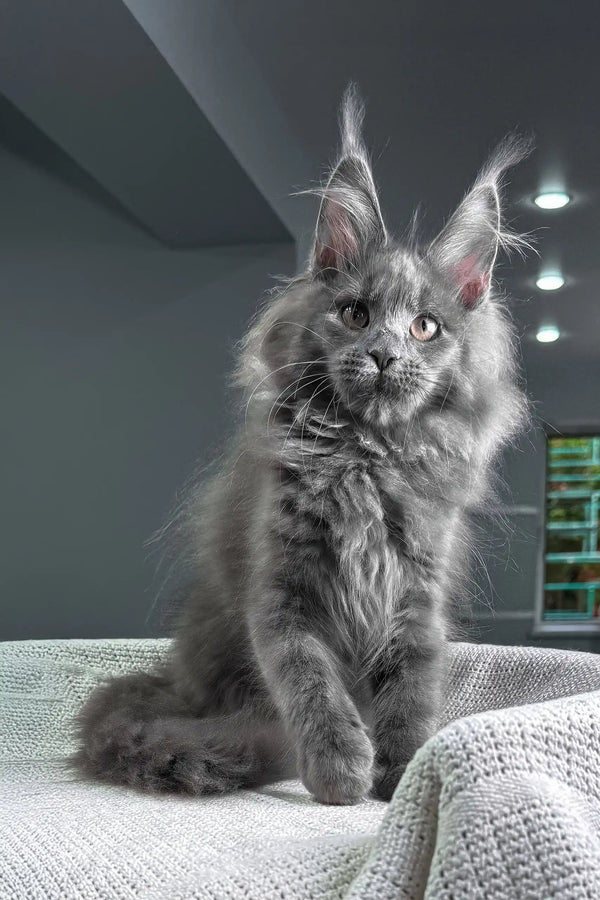 Spectra | maine coon kitten
