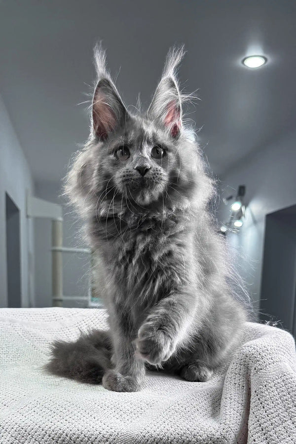 Spectra | maine coon kitten