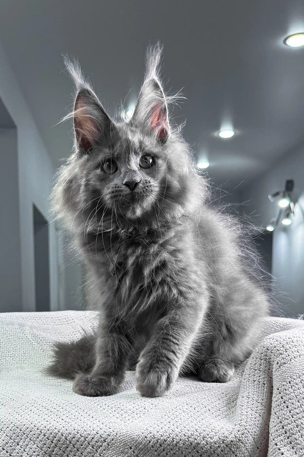 Spectra | maine coon kitten