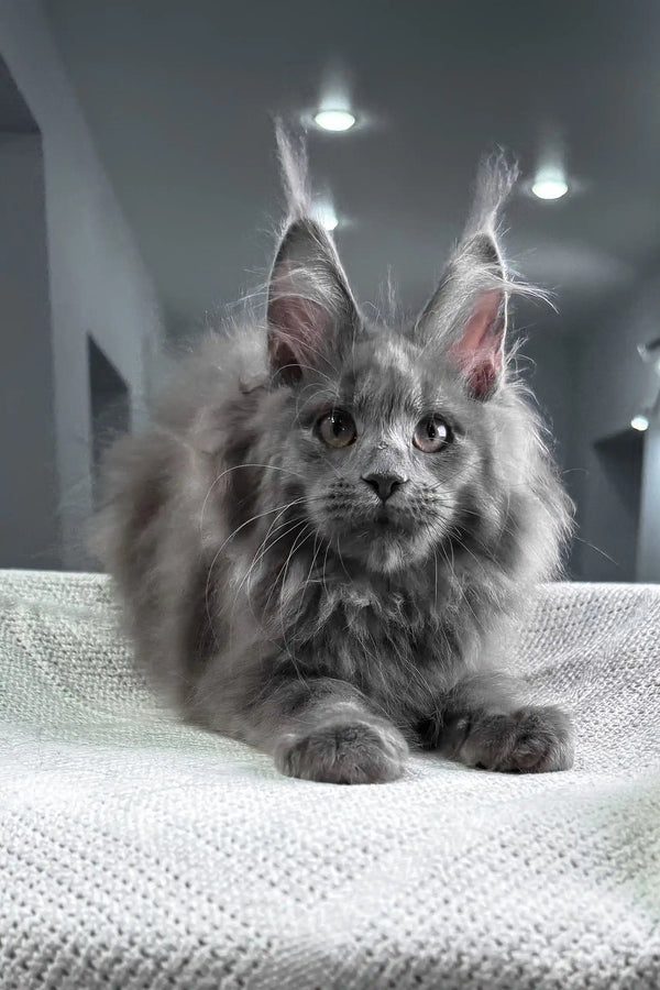 Spectra | maine coon kitten