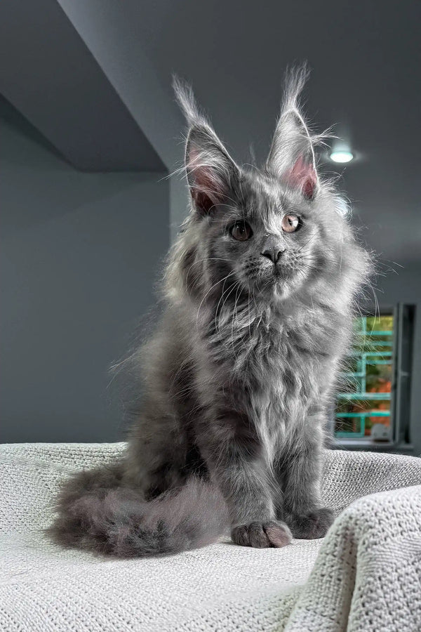 Spectra | maine coon kitten