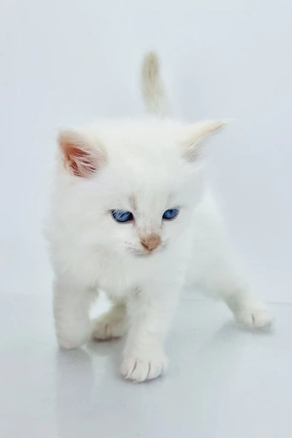 Spenser | siberian kitten