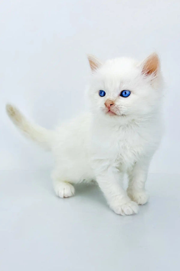 Spenser | siberian kitten