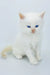 Spenser | siberian kitten