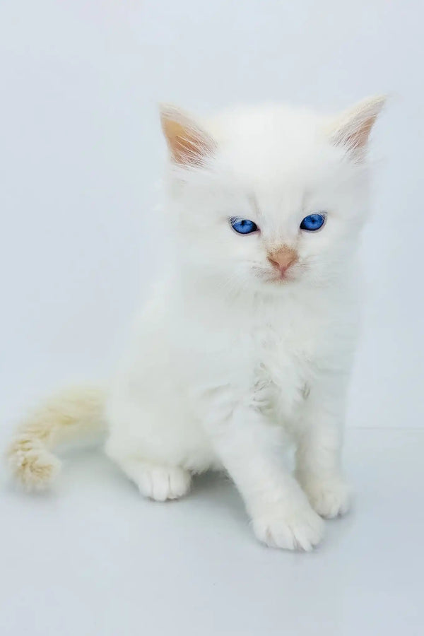 Spenser | siberian kitten