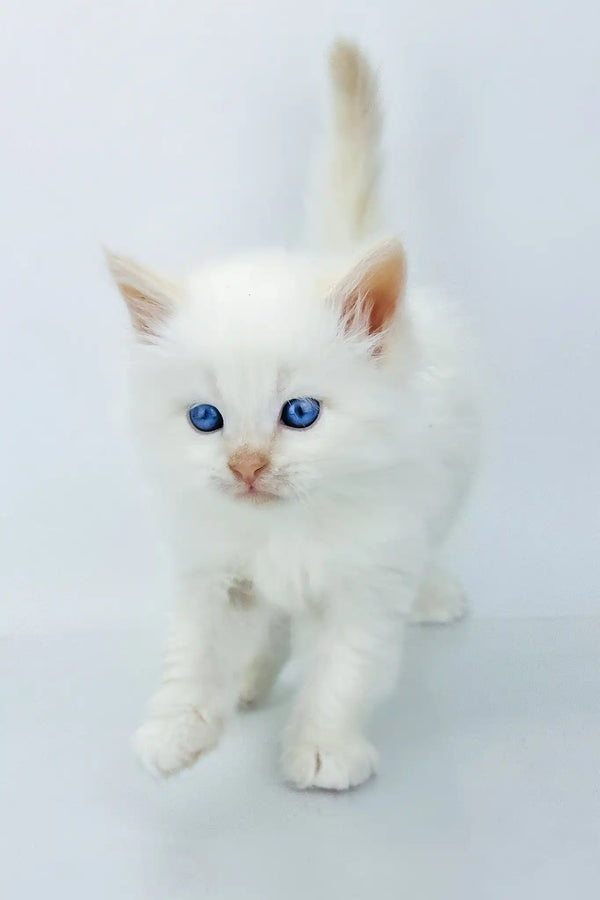Spenser | siberian kitten