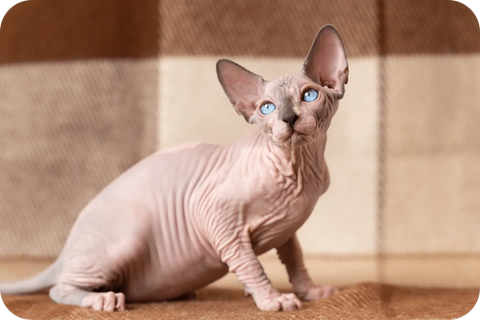 sphynx_cat_breed