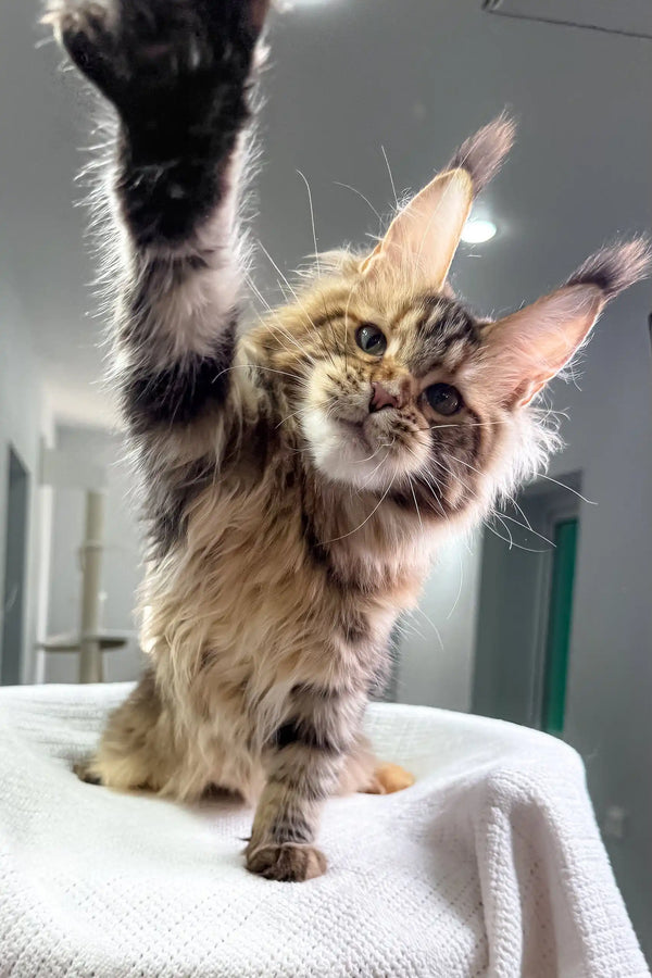 Adorable Maine Coon kitten named Spicegirl playfully raising its paw