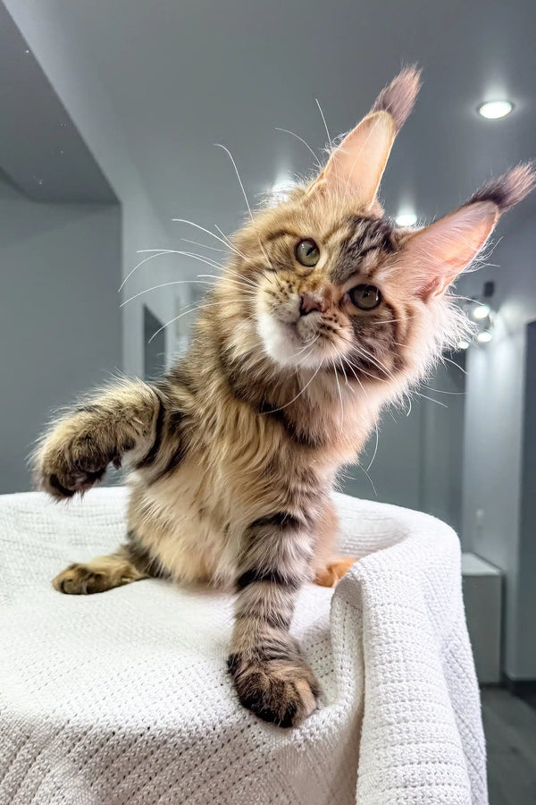 Adorable Maine Coon kitten with tufted ears from Spicegirl collection