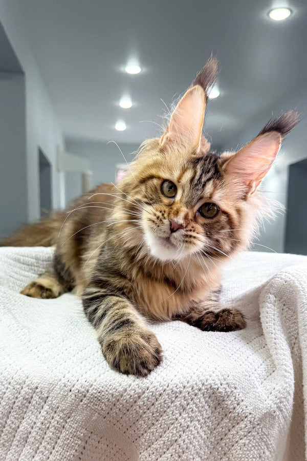 Adorable Maine Coon kitten from the Spicegirl collection, perfect for pet lovers