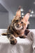 Adorable Maine Coon kitten with tufted ears in the Spicegirl product line