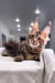 Cute Maine Coon kitten from Spicegirl collection, perfect for pet lovers