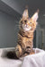 Cute Brown Tabby Maine Coon Kitten from Spicegirl collection ready to be your fur buddy