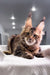 Adorable Brown Tabby Maine Coon Kitten from Spicegirl collection, super cute and playful!