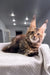 Brown tabby Maine Coon kitten Spicegirl looking adorable and playful